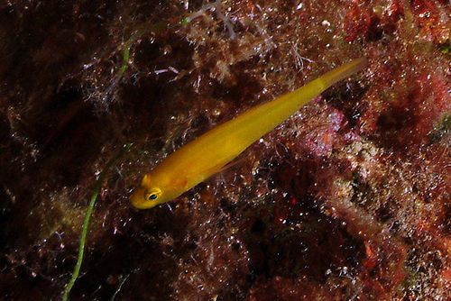 Golden goby